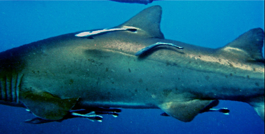 1f61bc97-ae4e-4434-906e-9af35cac618b