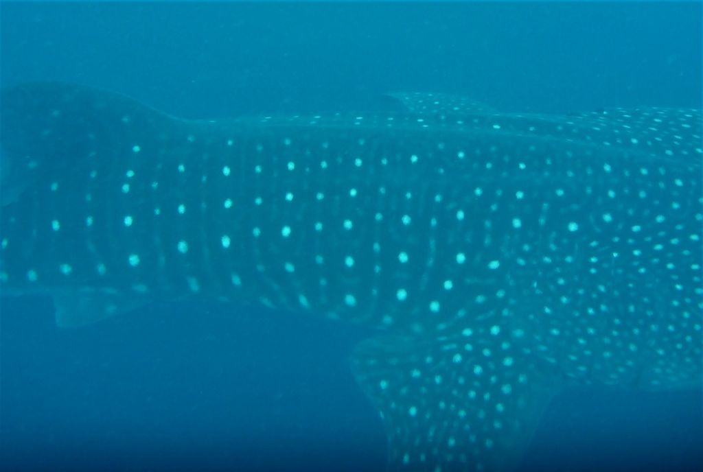 d92d915e-7789-4fef-bf99-210e3ead8d47