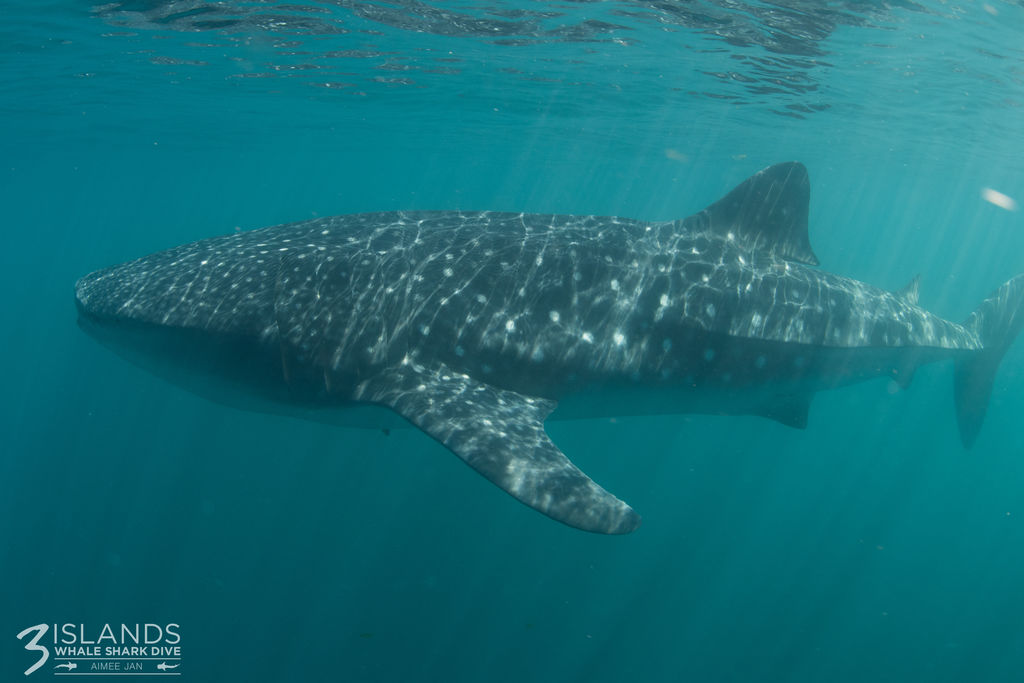 a99ff078-8abc-441a-a438-f6060f3f4cc6