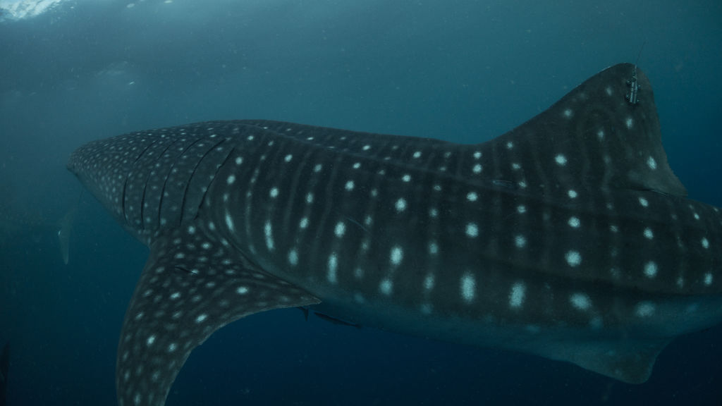 ba7aeb52-461a-431a-8c12-6894e379a1c6