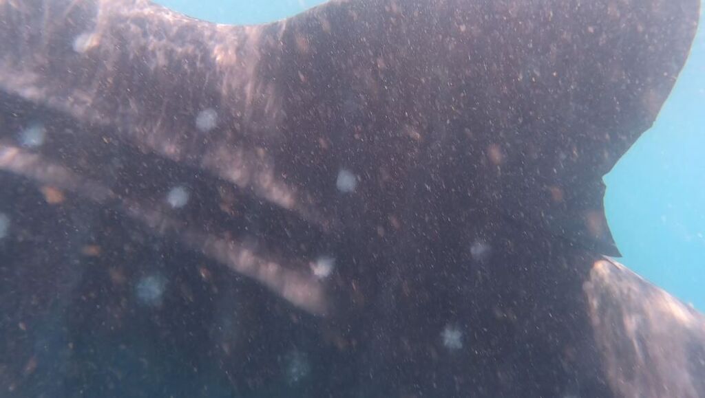 78e5d938-1980-4796-8300-ffad674b84df