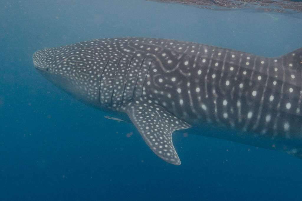 c72ca4da-5ccc-4be2-a1c7-4e1a7532884a