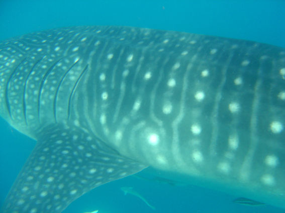 d93c1b25-7433-4a9a-aa90-4dd10dce4226