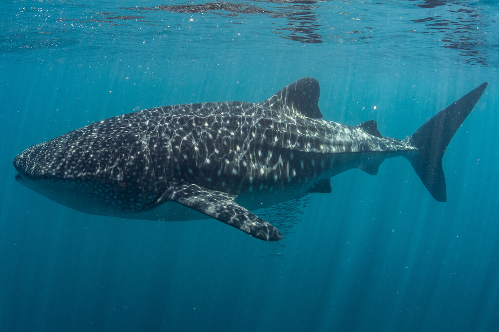 347ceb7a-d21e-427f-ba53-8a0f20f4270e