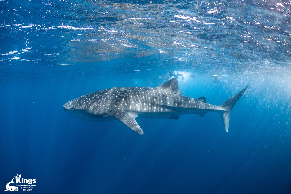 8ab086ae-9261-4749-8f17-6f320296646c