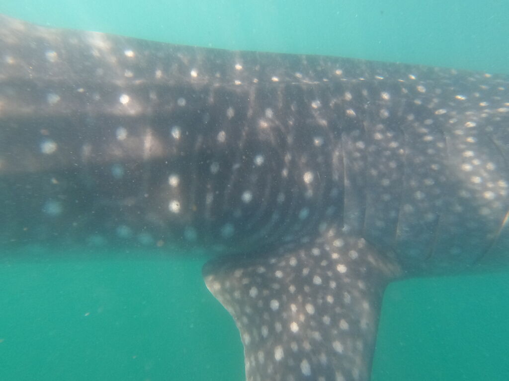 34de21de-68b0-42ba-bcae-394695d8ecd2