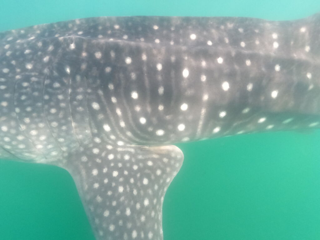 34de21de-68b0-42ba-bcae-394695d8ecd2