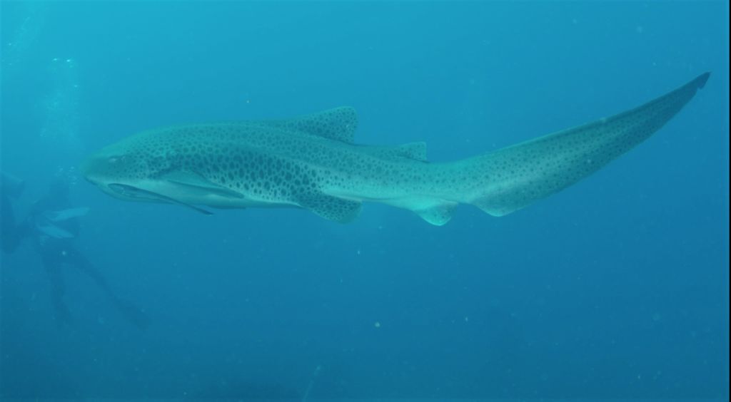 1e726553-6e4c-4edc-bba5-a78dd1ddb617