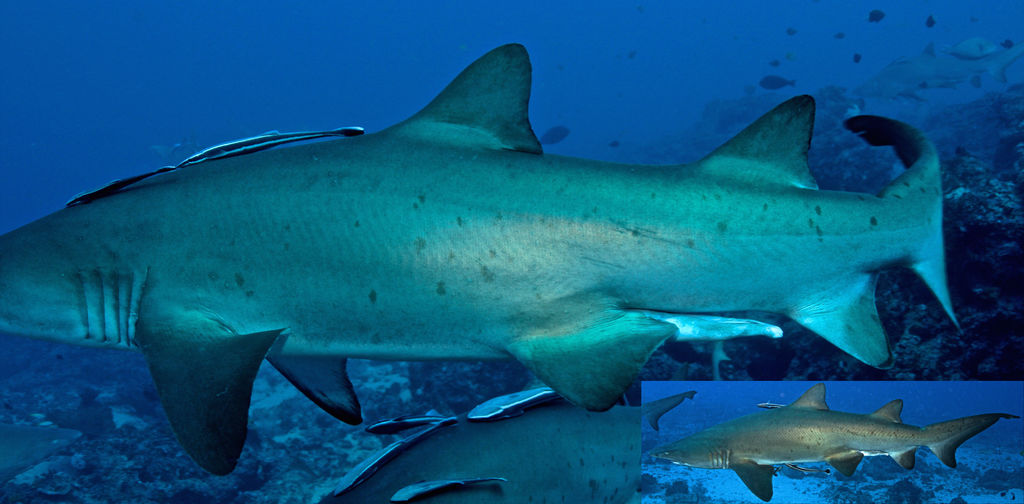 056c7a52-a38b-4f32-aa87-9751013096cc