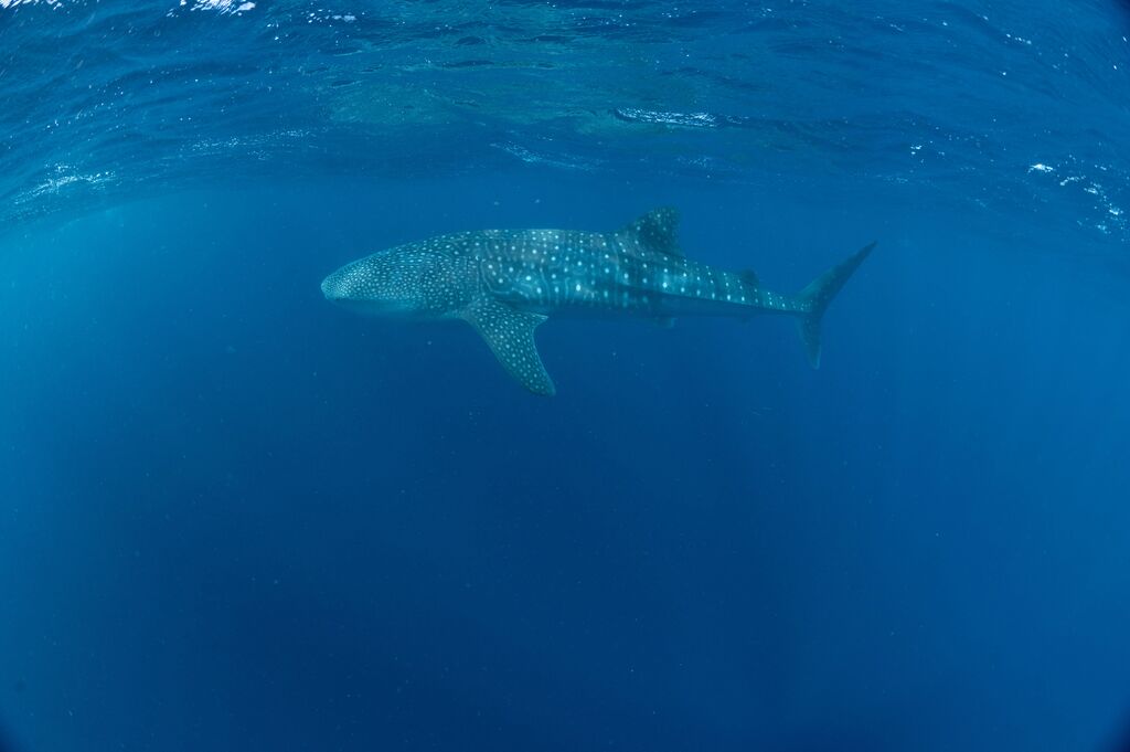 c1100bb5-3f91-4c5a-a961-14cf69a49e80