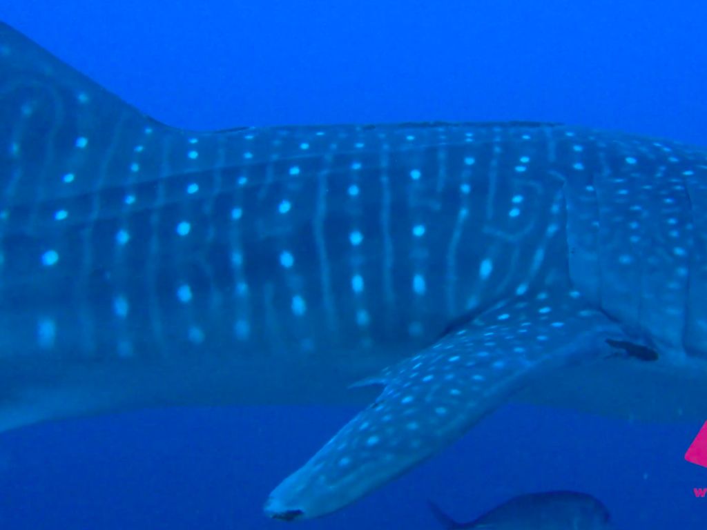 0bae890b-156c-4767-92b4-ab761ff86478