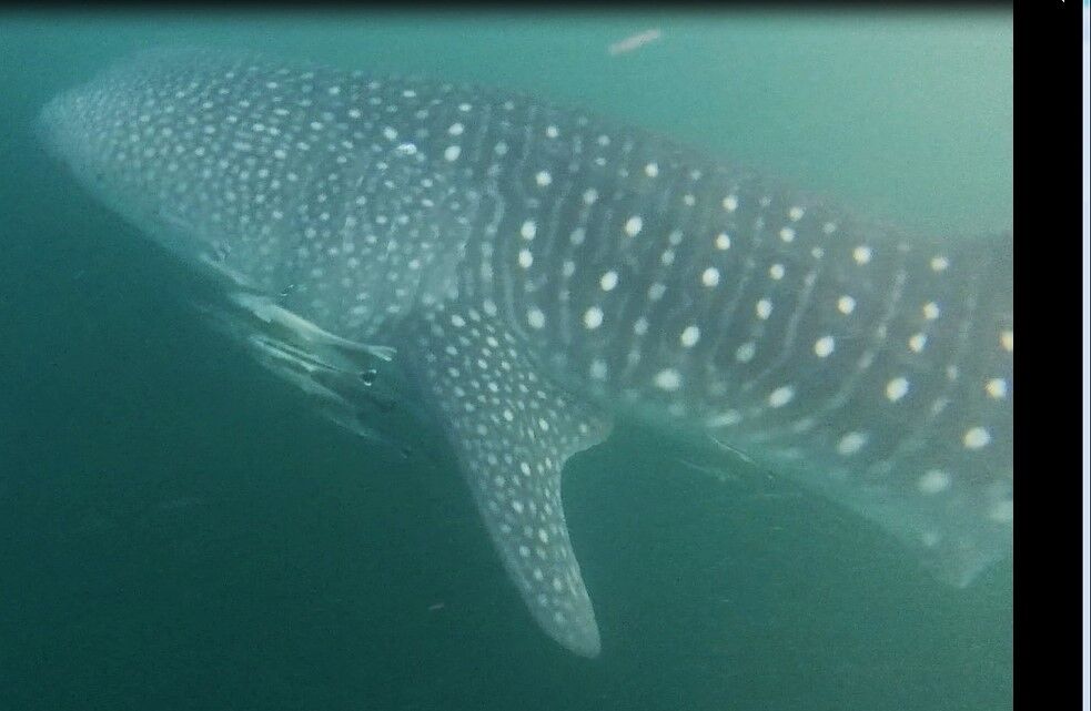 cc238dec-deea-45bb-b919-ed18ca6ee0e0