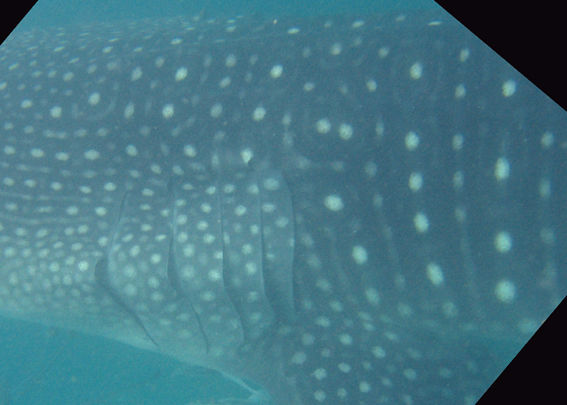 e256df77-250c-4feb-af8b-e5e49873431d