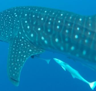 2b783502-1175-4b84-bb5c-c4704f0b29d1