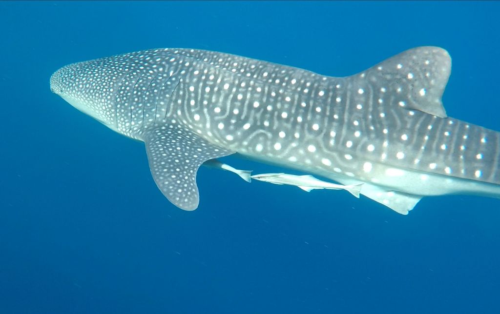 d4297c39-b1aa-402e-a2d3-ce4c5c2f5509