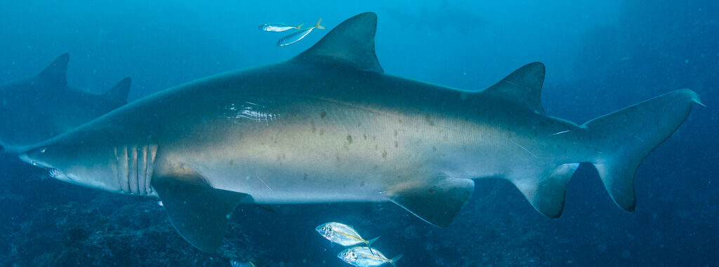 6e110d14-8300-41c7-a309-a082f8ad0b42