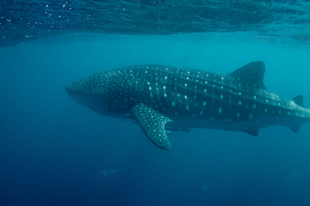 10783895-f875-4e58-9fae-41347ec02fdb