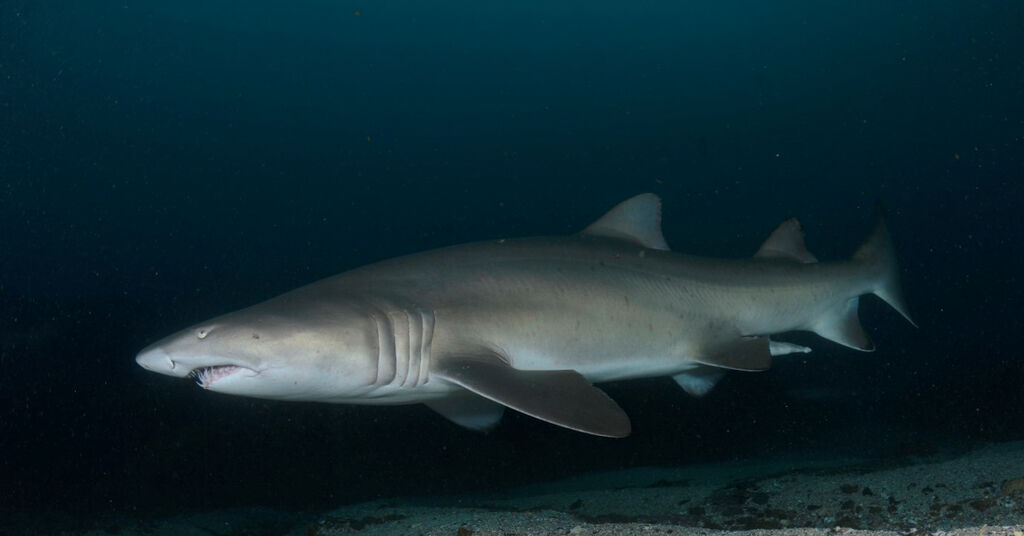 a602857b-a328-4277-9db3-0f42b90f28c3