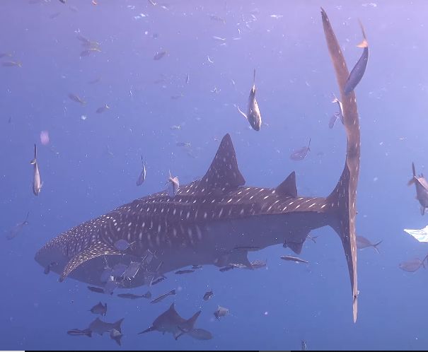 8c0bc704-2696-42a0-aa3a-e338d192edeb