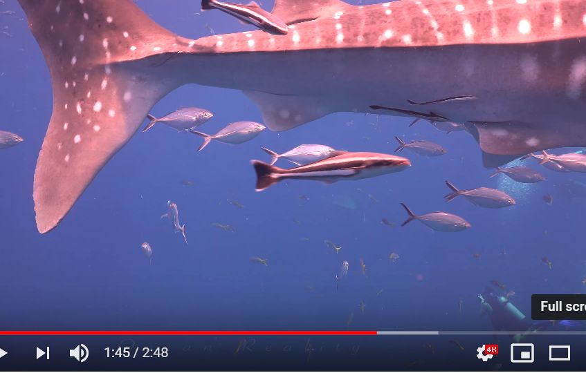 8c0bc704-2696-42a0-aa3a-e338d192edeb