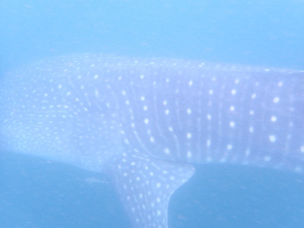 5a8f47ad-571f-409b-9fa9-62611ca54cd6