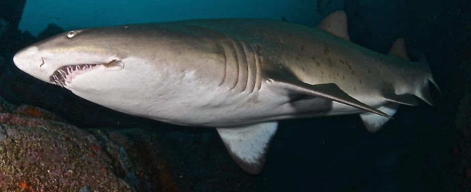 ef16d243-5c6e-481d-bc3b-5ad9b6adcd77