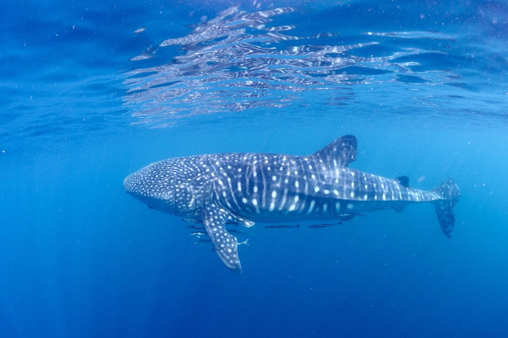 6bce0756-5836-410e-b233-1c70ae2bae1a