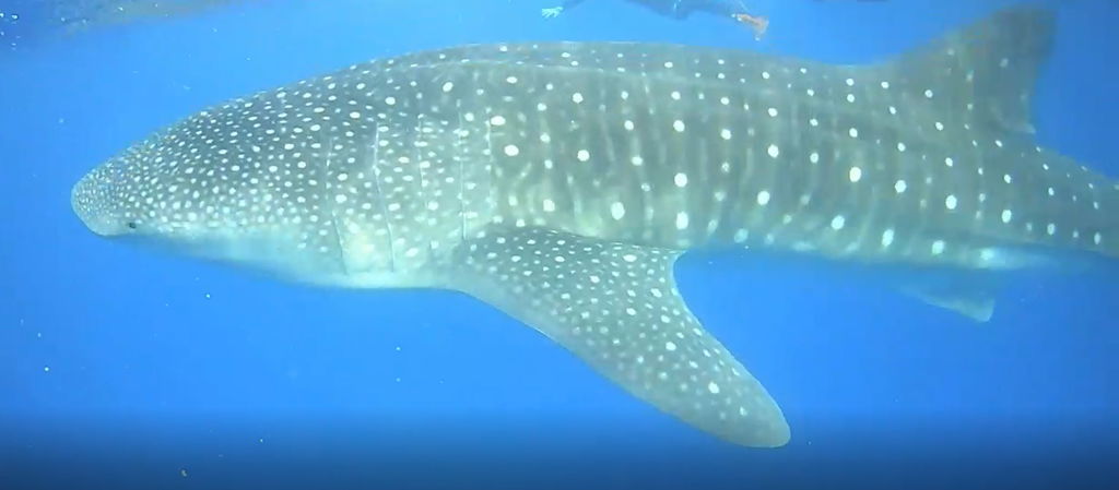 8d8ef800-ec2b-463e-8986-89473798befa