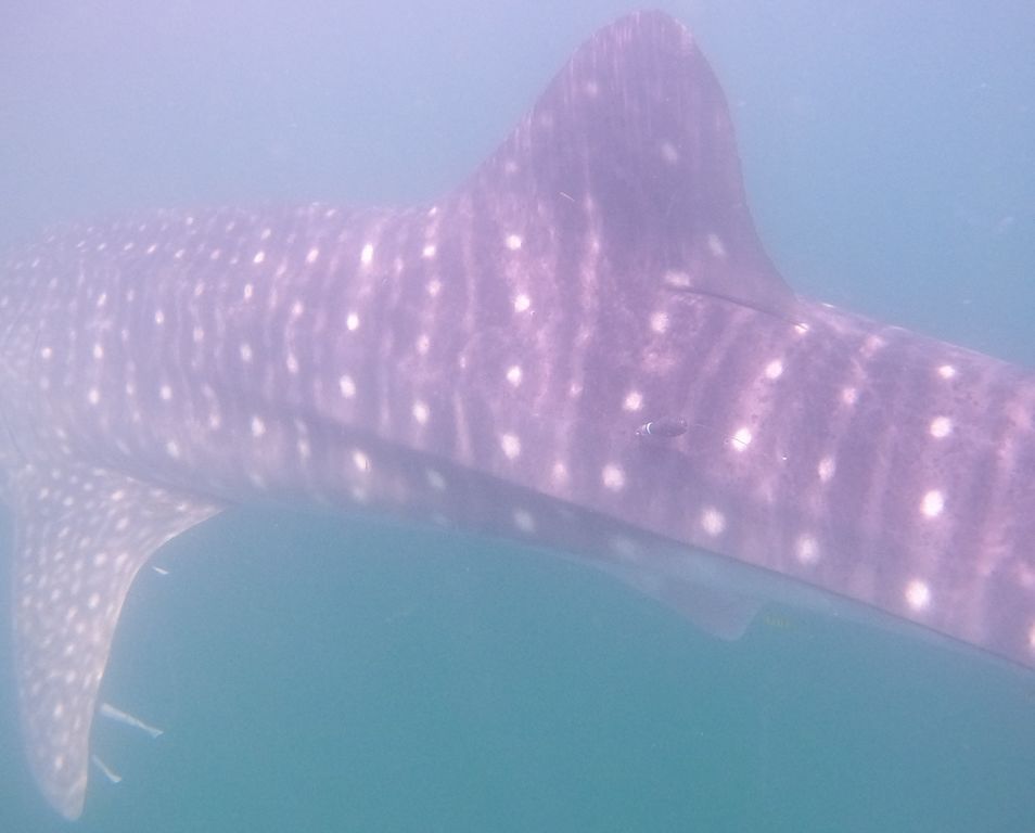 f06e84eb-0d69-4cb4-9f11-96506ac97426