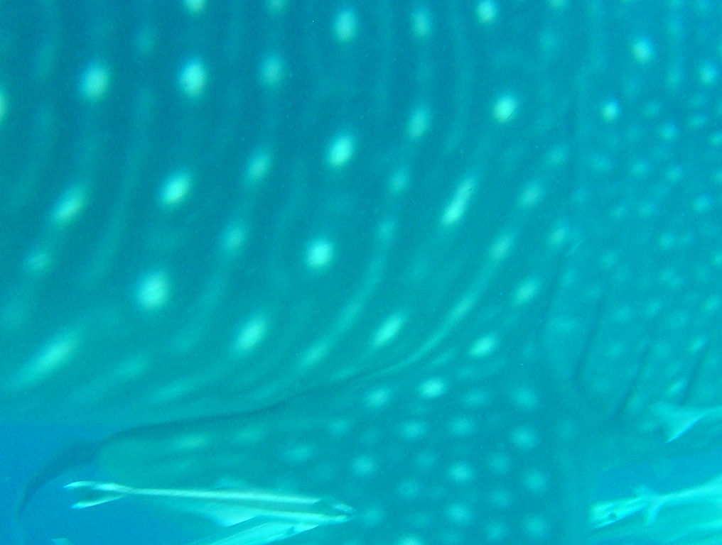 e11ad36e-b322-448d-8206-49654bb8a295