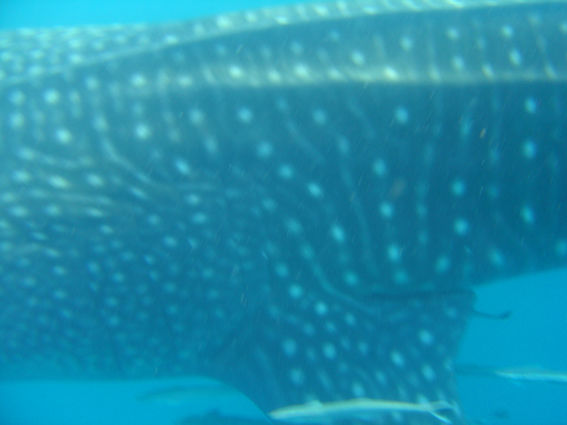 e11ad36e-b322-448d-8206-49654bb8a295