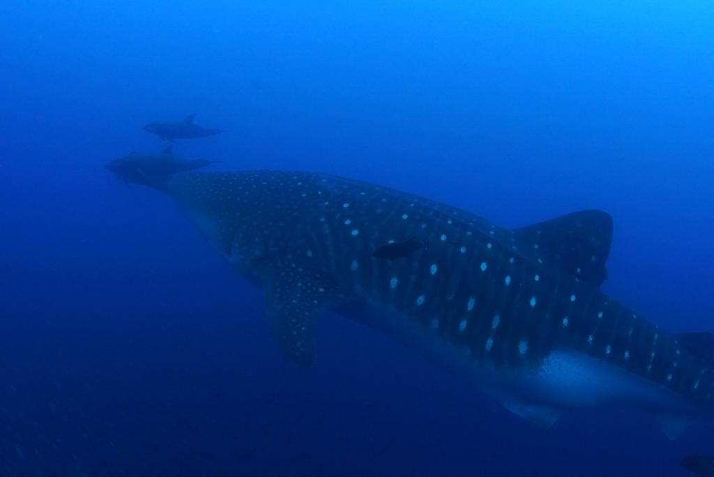 f4b51e0a-89e2-4a73-a4f7-223a06791df0