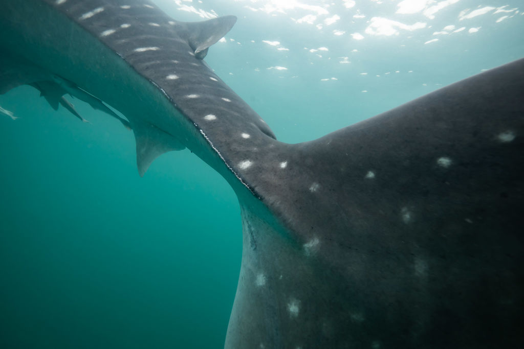 848e8536-4bde-4b25-a927-9905be4e645e