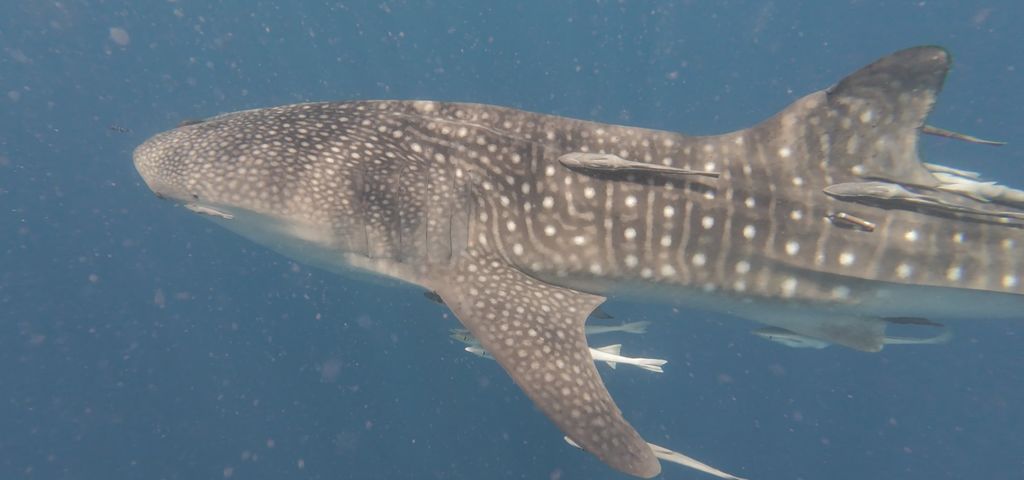 d24e37dd-3ae6-48a4-940a-2ab8cdbdec14