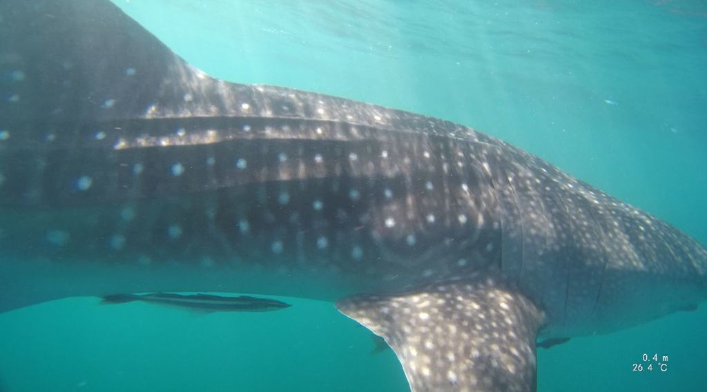 a355f47a-f169-4ec7-a0d1-ba783c19398f