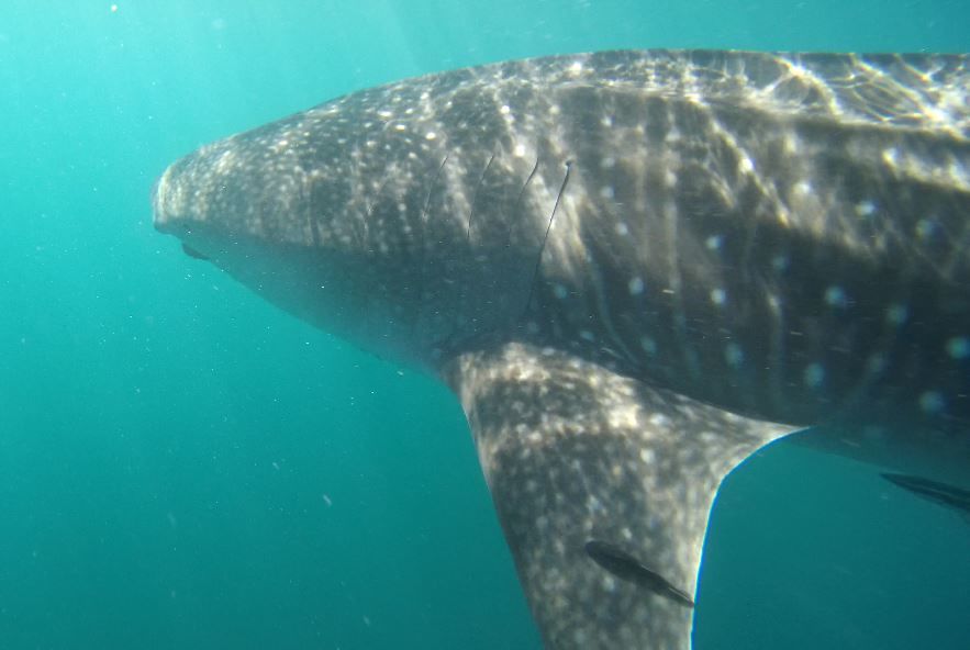 a355f47a-f169-4ec7-a0d1-ba783c19398f