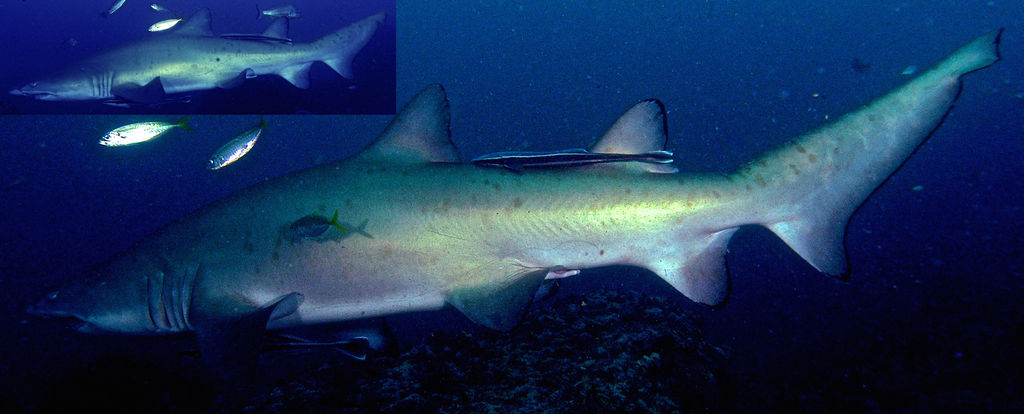 dbcebaef-91e1-4eaa-95a8-6e08167785f4