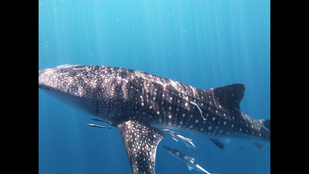 2bb0b517-9ed2-453d-8f5b-d07fdea91f96