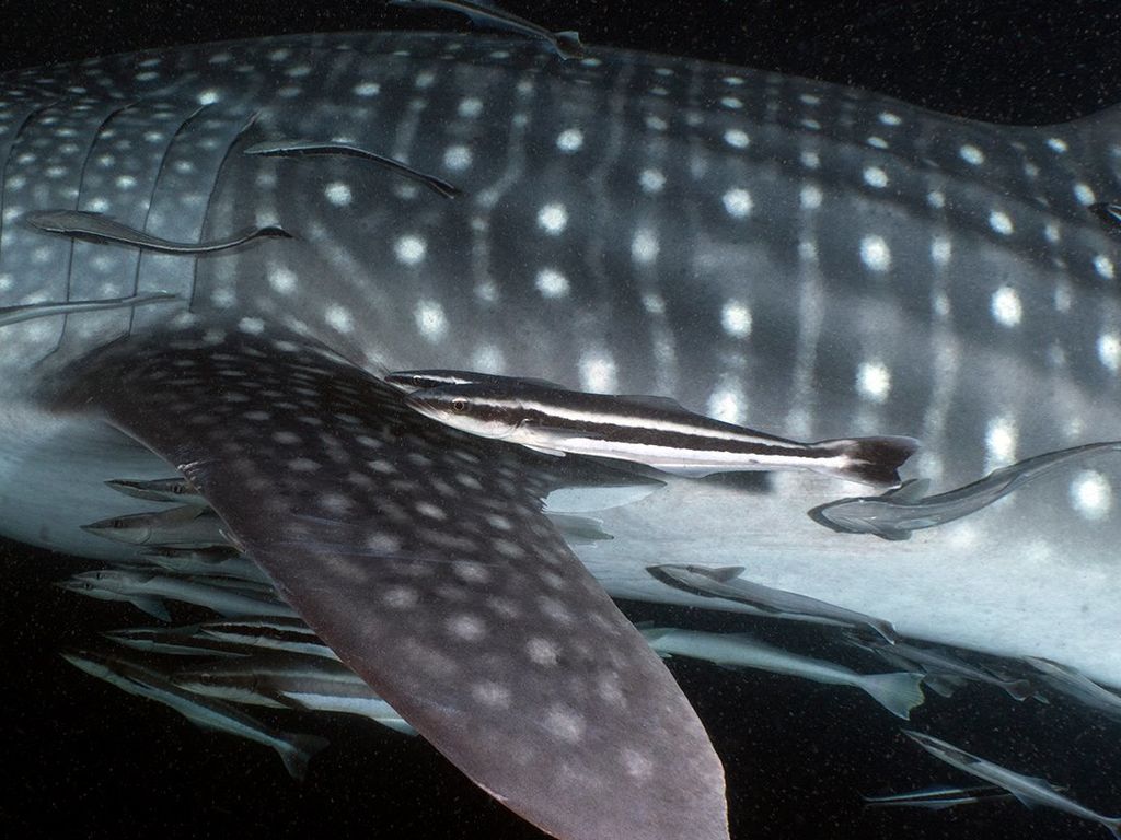 83e228cd-36d1-48be-9093-5121cf607551