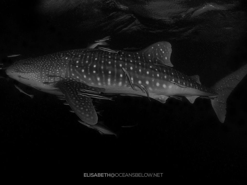 83e228cd-36d1-48be-9093-5121cf607551