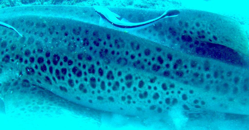 eb5689c8-ae76-4106-b900-118de593e511