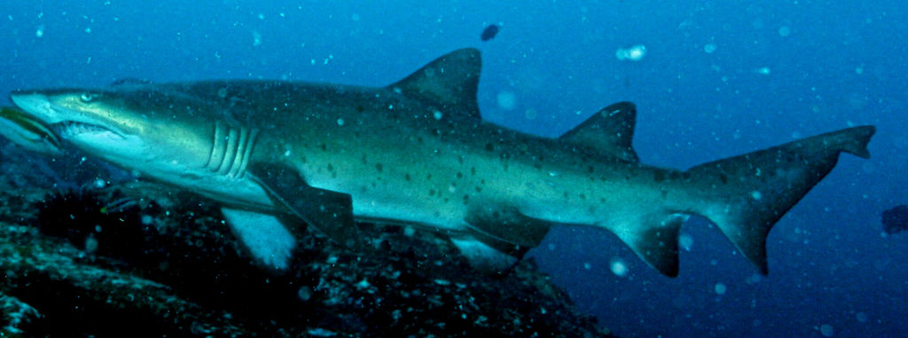 87202a10-a81f-4914-800e-fa3162ae5b86