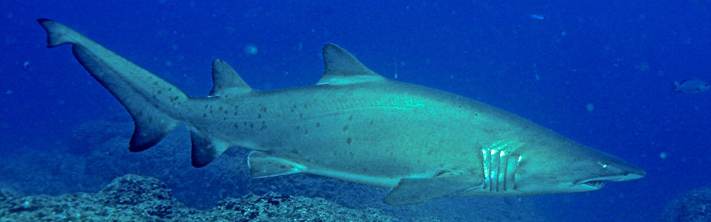 1f5f01da-aeb2-44ac-8b78-36a068faa933