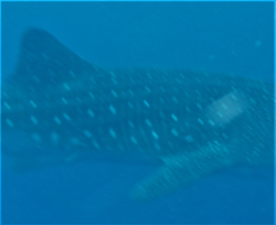 75dc4818-fea3-4230-bef1-74f398f7dc74