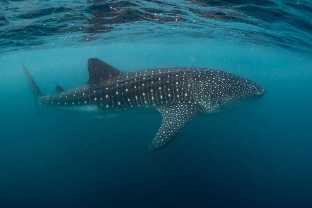 033708c4-e2bd-40d9-a4bb-bf510d574937