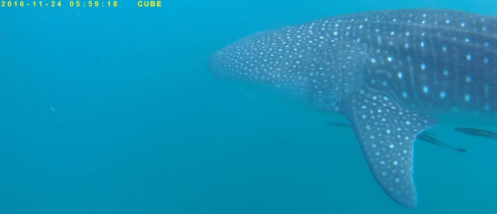 55df68fe-62d3-4b31-9246-ad0b6c739f39