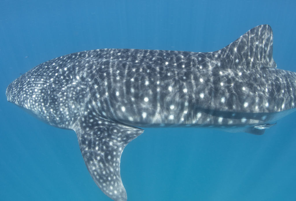 ff35f8a7-db0a-404d-82bc-cb94af1363f6