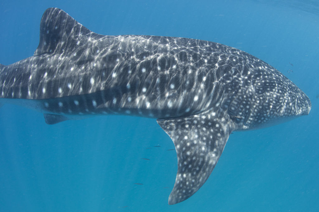 ff35f8a7-db0a-404d-82bc-cb94af1363f6