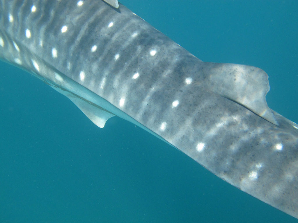 caca1877-3d6a-492c-9119-eae4796bb980