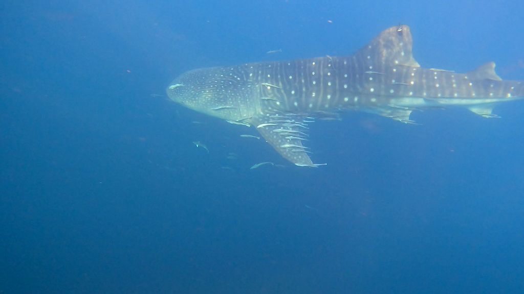 33de8d03-e1f0-4c4c-8c13-2c067603a720